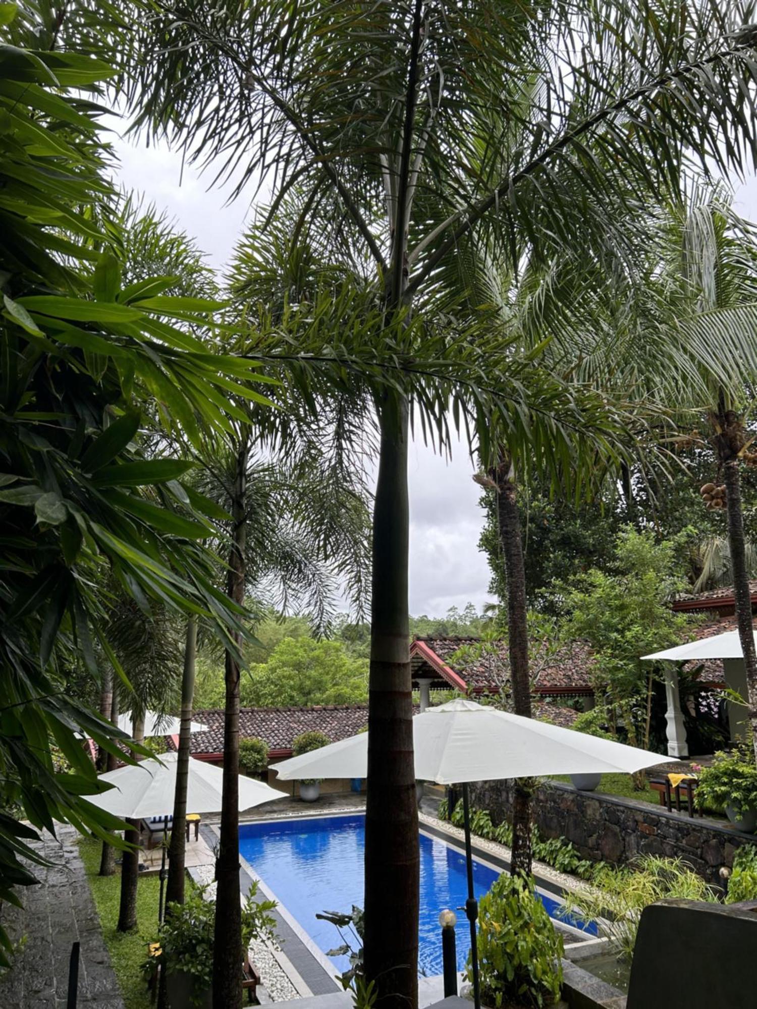 Terrace Garden Ayurveda Resort Велигама Экстерьер фото
